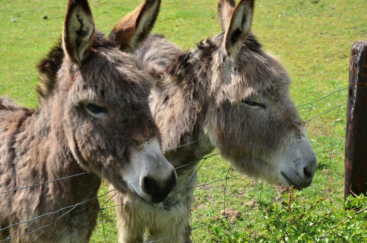 B&B De Kloosterhoek Dedemsvaart Zewnętrze zdjęcie